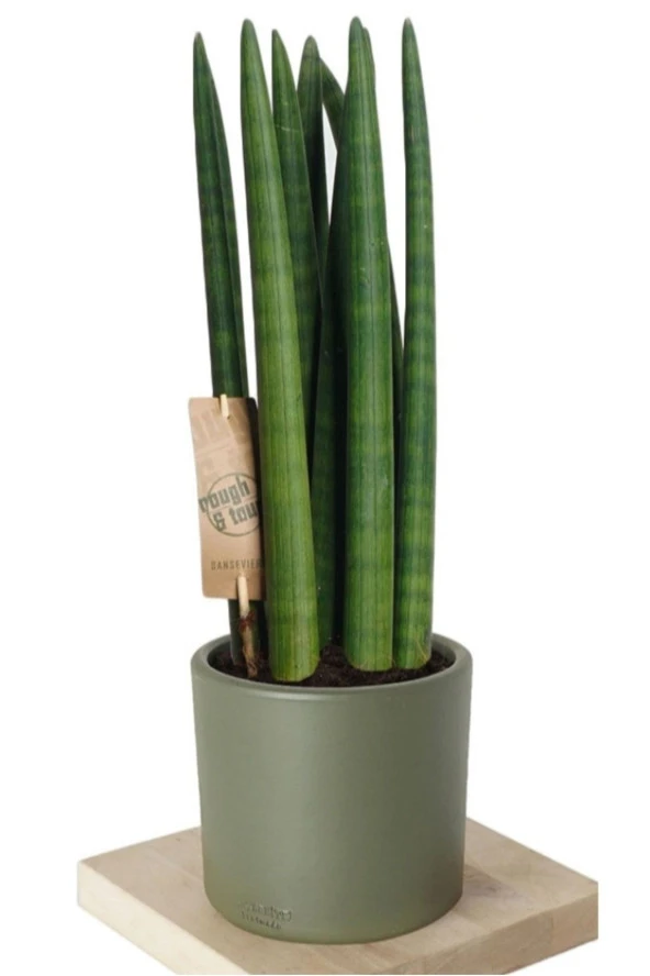 Paşa Kılıcı Sansevieria Cylindrica Özel Saksıda