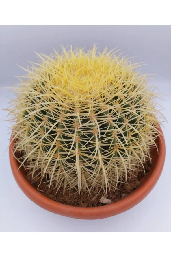 Dev Altın Fıçı Kaktüs 25-30 cm