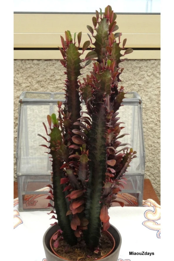 Süt Ağacı Euphorbia Trigona