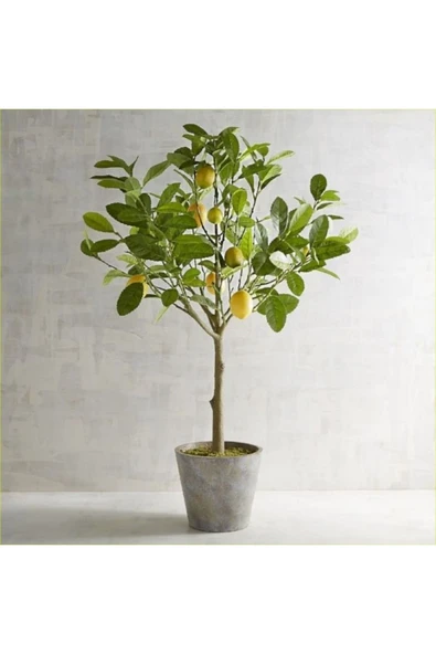 Dekoratif Saksıda Limon Ağacı 001.01.01 ürün görseli