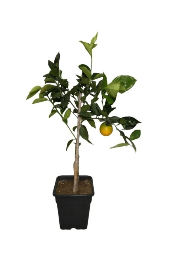 Portakal Fidanı - Resim 2