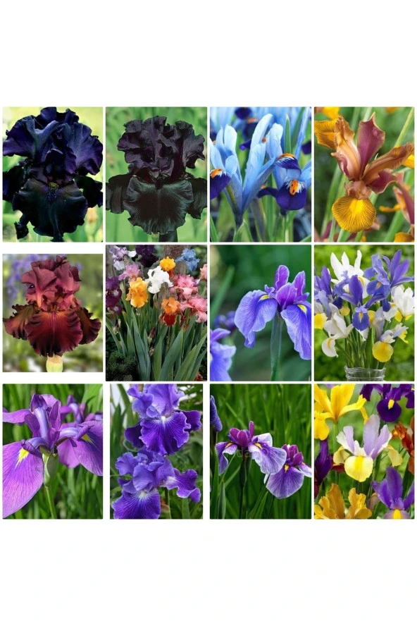 25 Adet Iris Süsen Soğanı 20-40 Cm Sürgün Vermiş - Resim 2