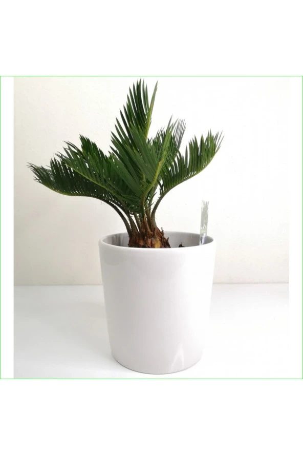 Sikas - Cycas Revoluta -japon Sago Palmiyesi (15 cm Ağız Çaplı Seramik Saksılı)