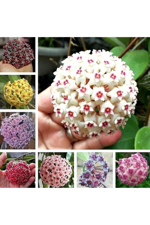 8 çeşit 8 adet 5.5 saksoda mum çiçeği fidanı - Resim 3