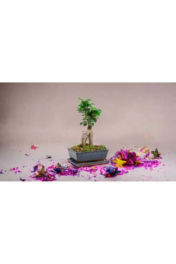Doğum günlerine özel saksıda bonsai - Resim 3
