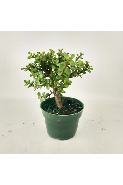 Para bonsai orta boy odunsu gövde Afra para çiçeği 001be - Resim 8