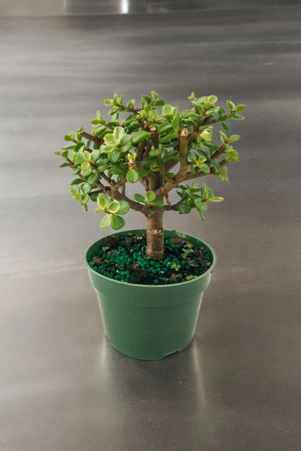 Para bonsai orta boy odunsu gövde Afra para çiçeği