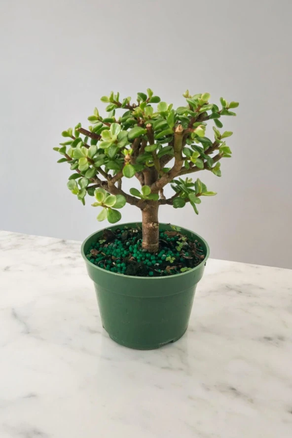 Para bonsai orta boy odunsu gövde Afra para çiçeği 001be ürün görseli