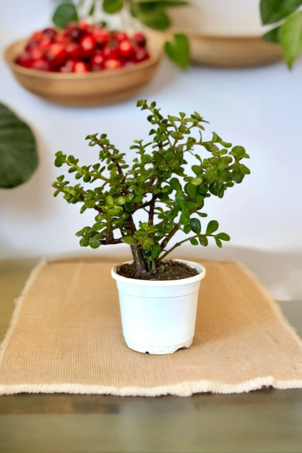 Orta Boy Para Bonsai Para Çiçeği 12 cm saksıda 001