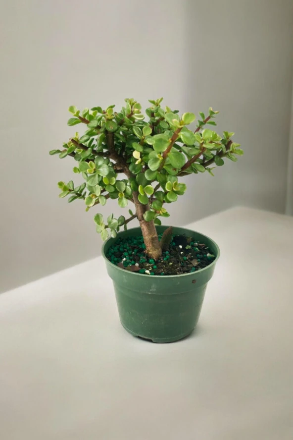 Para bonsai orta boy odunsu gövde Afra para çiçeği 001be - Resim 2