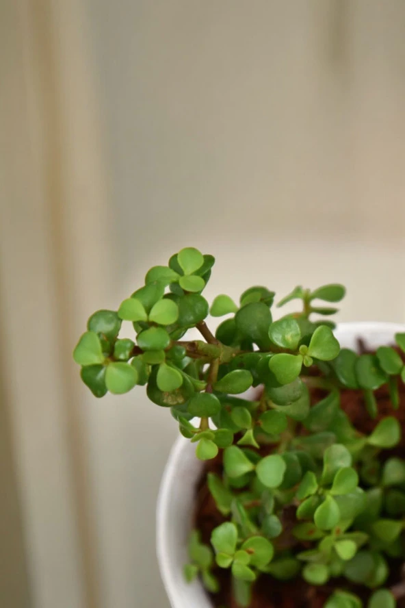 Orta Boy Para Bonsai Para Çiçeği 12 cm saksıda - Resim 2