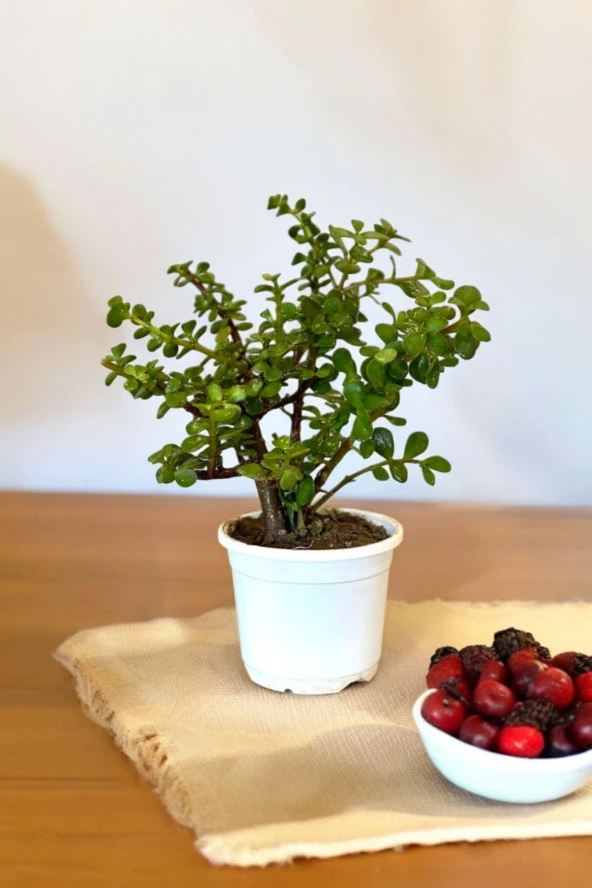 Orta Boy Para Bonsai Para Çiçeği 12 cm saksıda 001 - Resim 3