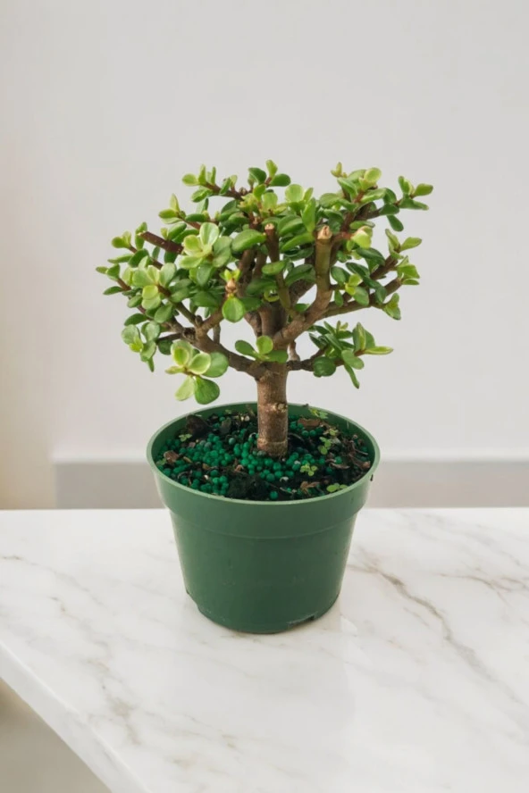 Para bonsai orta boy odunsu gövde Afra para çiçeği 001be - Resim 3