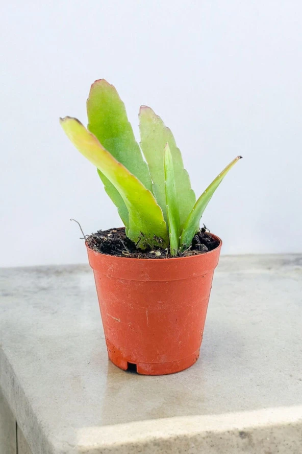 Rhipsalis ramulosa 'Red Coral' Fidesi (Itır gül damlası Hediyesi ile) 01 ürün görseli