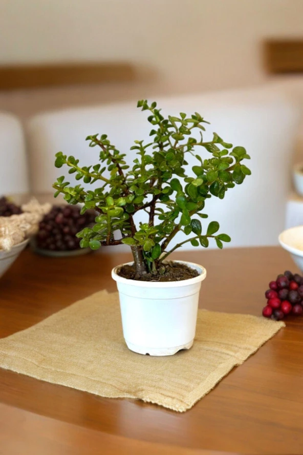 Orta Boy Para Bonsai Para Çiçeği 12 cm saksıda - Resim 3