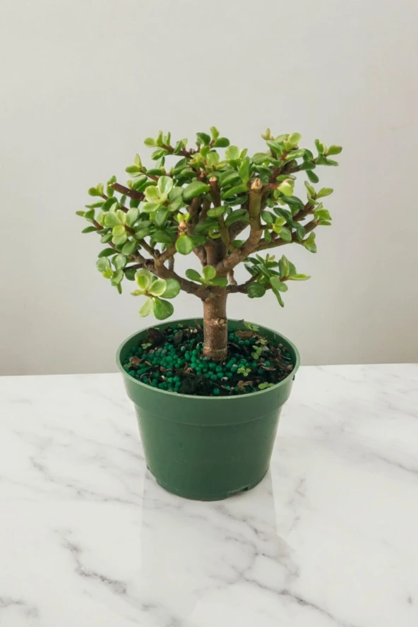 Para bonsai orta boy odunsu gövde Afra para çiçeği 001be - Resim 4