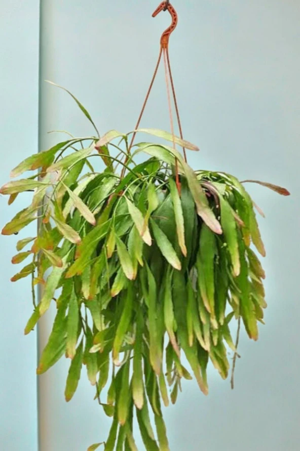 Rhipsalis ramulosa 'Red Coral' Fidesi (Itır gül damlası Hediyesi ile) 01 - Resim 2