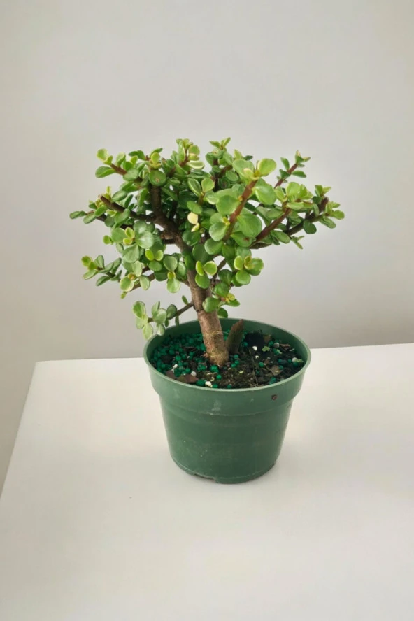 Para bonsai orta boy odunsu gövde Afra para çiçeği 001be - Resim 5