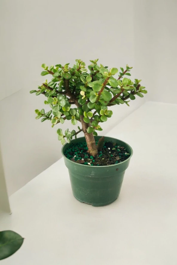 Para bonsai orta boy odunsu gövde Afra para çiçeği 001be - Resim 6