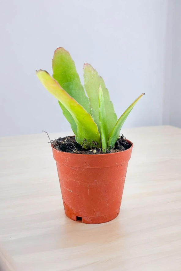 Rhipsalis ramulosa 'Red Coral' Fidesi (Itır gül damlası Hediyesi ile) 01 - Resim 4