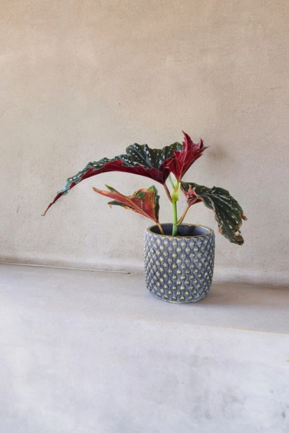 Bodrum Dizayn Taş Saksıda Çilli Begonya 01ud - Resim 4