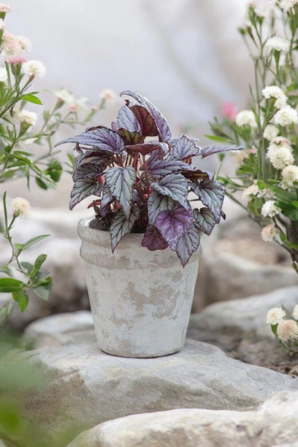 Rex Begonya Dekoratif Orkide Saksısında Begonia 01za ürün görseli
