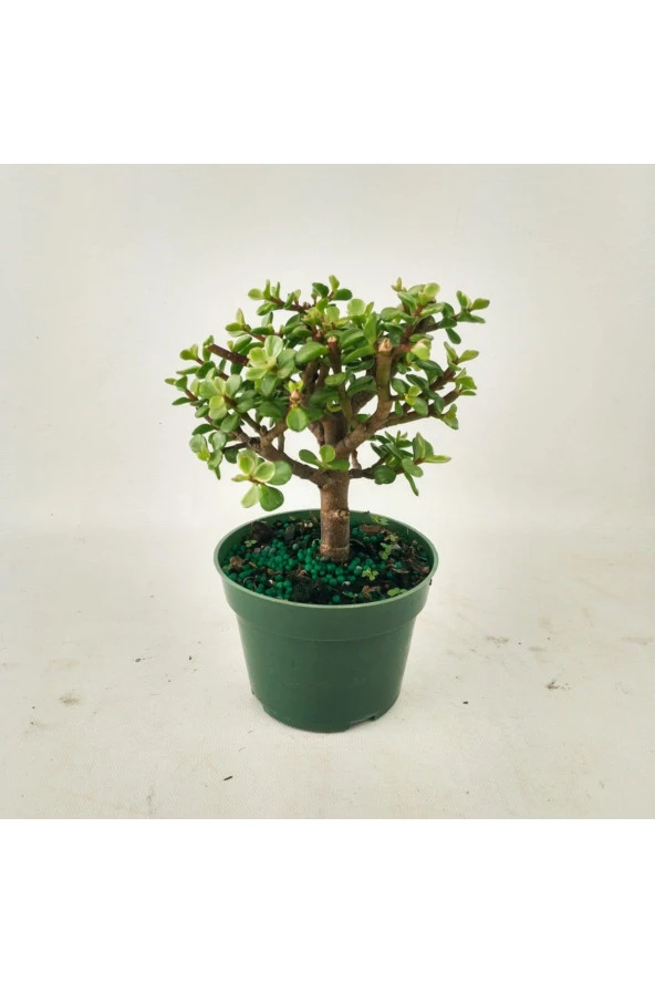 Para bonsai orta boy odunsu gövde Afra para çiçeği 001be - Resim 7