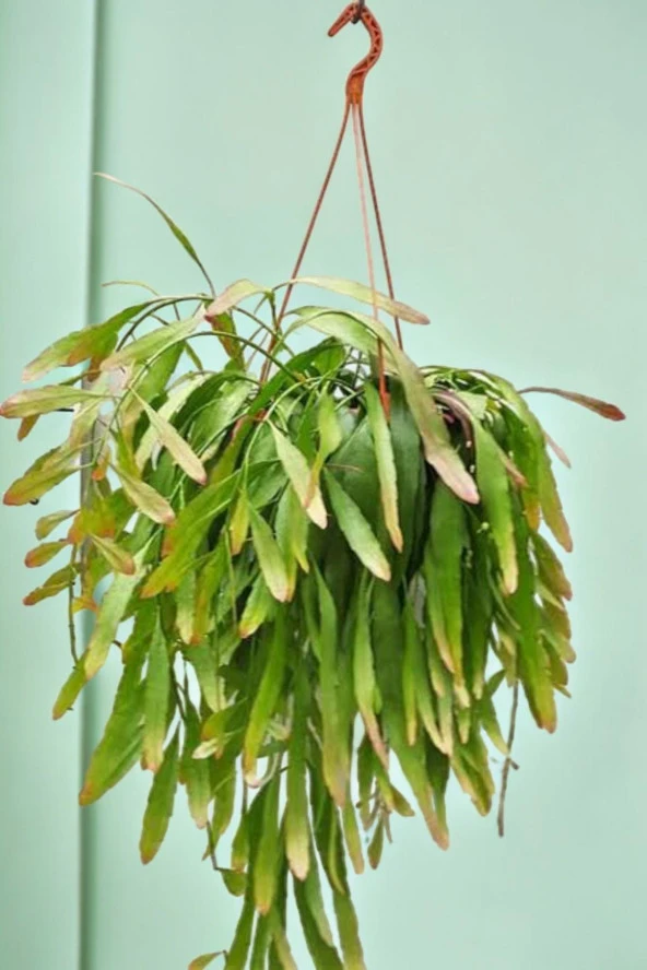 Rhipsalis ramulosa 'Red Coral' Fidesi (Itır gül damlası Hediyesi ile) 01 - Resim 5