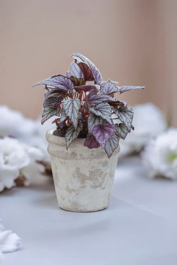 Rex Begonya Dekoratif Orkide Saksısında Begonia 01za - Resim 2