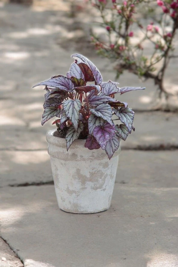 Rex Begonya Dekoratif Orkide Saksısında Begonia 01za - Resim 3