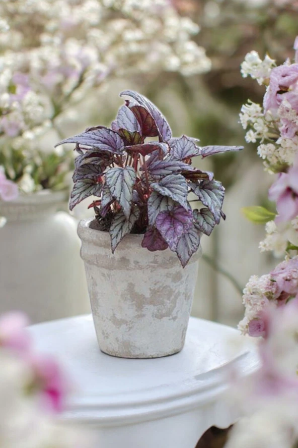 Rex Begonya Dekoratif Orkide Saksısında Begonia 01za - Resim 4