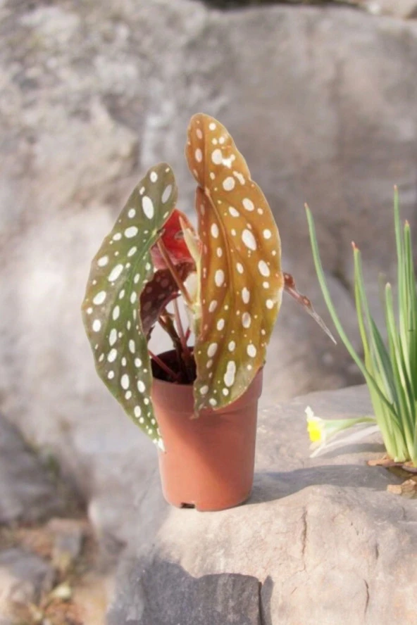 3 adet Melek Kanatları Çilli Begonya Begonia 01cib ürün görseli