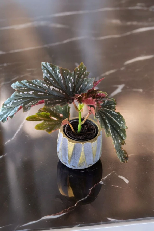 Beton Roma Sütün Saksıda Çilli Begonya 01ci ürün görseli