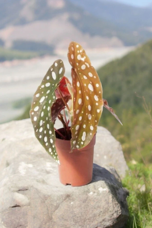 Melek Kanatları Çilli Begonya Begonia 01cib - 2