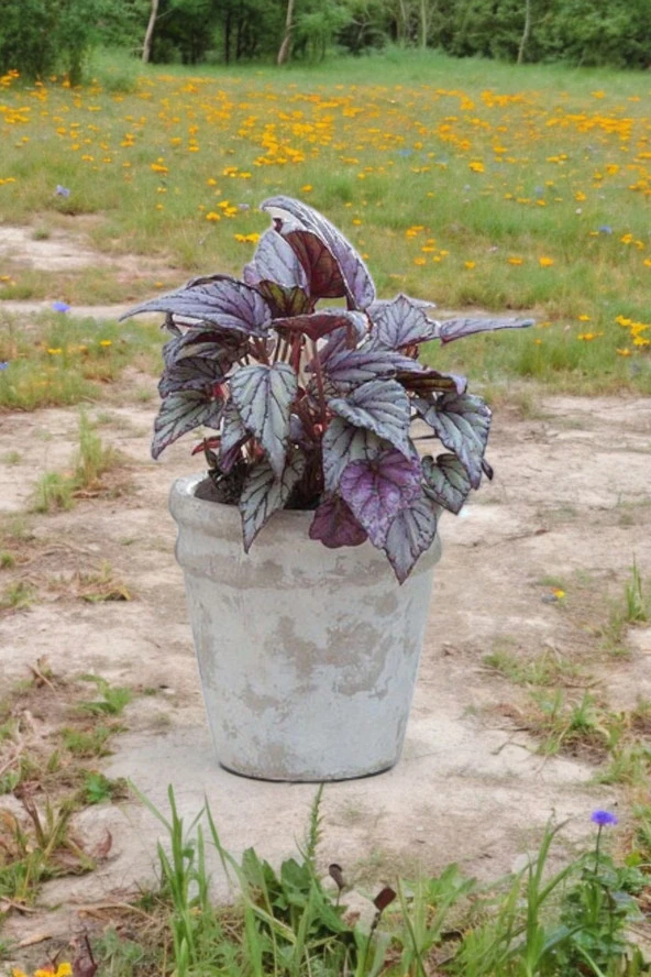 Rex Begonya Dekoratif Orkide Saksısında Begonia - Resim 2