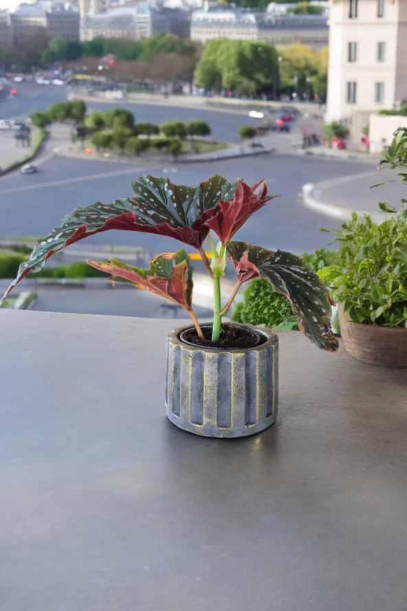 Beton Sütün Saksıda Çilli Begonya 01 - 4