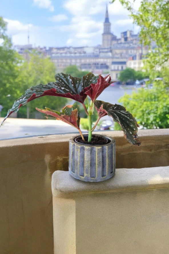 Beton Sütün Saksıda Çilli Begonya 01 - 5