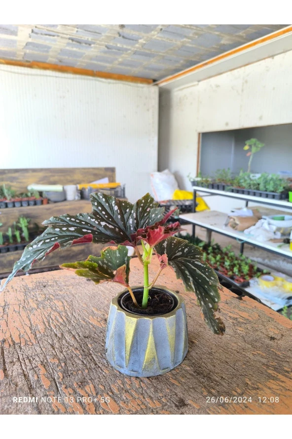 Beton Roma Sütün Saksıda Çilli Begonya 01ciyi - 2