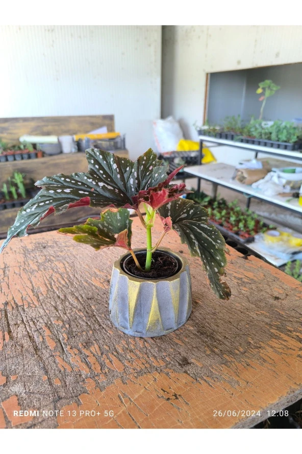 Beton Roma Sütün Saksıda Çilli Begonya 01ciyi - 3