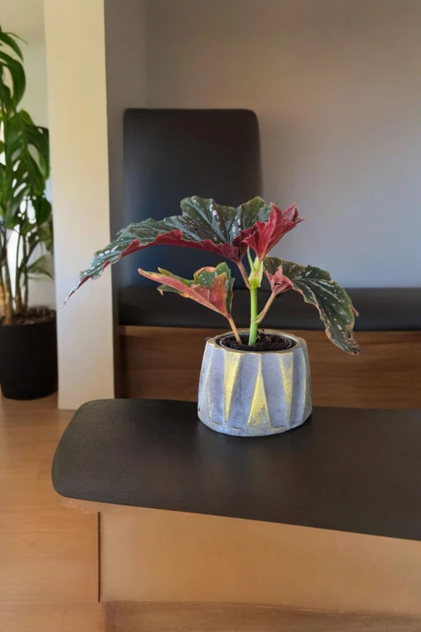 Beton Roma Sütün Saksıda Çilli Begonya 01ciy - 3