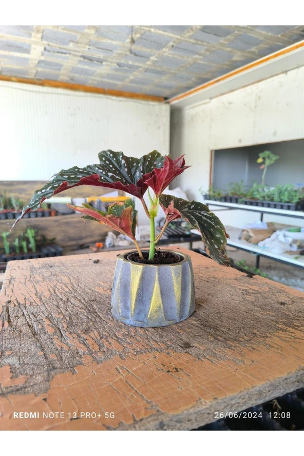 Beton Roma Sütün Saksıda Çilli Begonya 01ciyi - 4