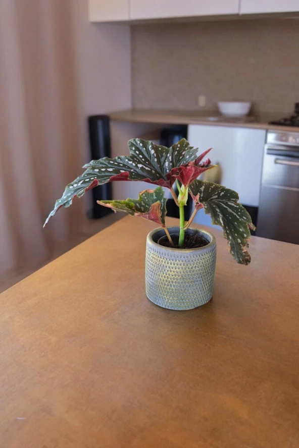 Çilli begonya dekoratif saksıda 012ahb ürün görseli