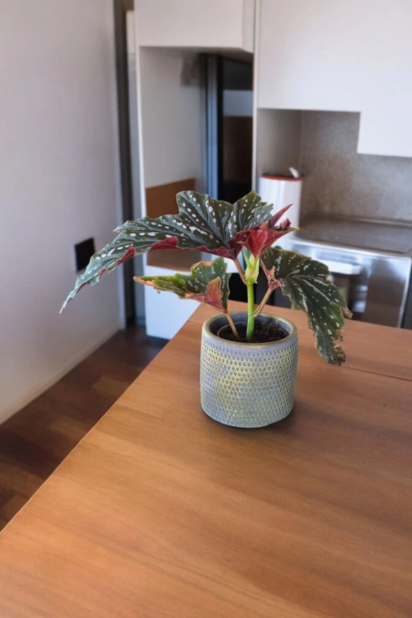 Çilli begonya dekoratif saksıda 012ahb - Resim 2