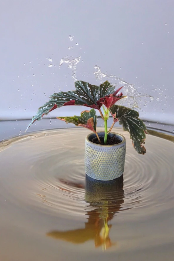 Çilli begonya dekoratif saksıda ürün görseli