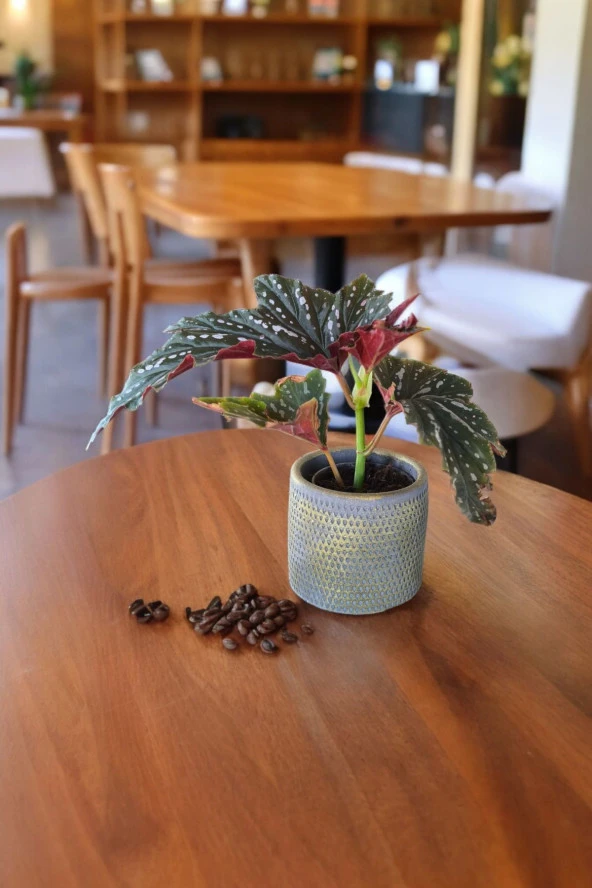 Çilli begonya dekoratif saksıda 012 ürün görseli