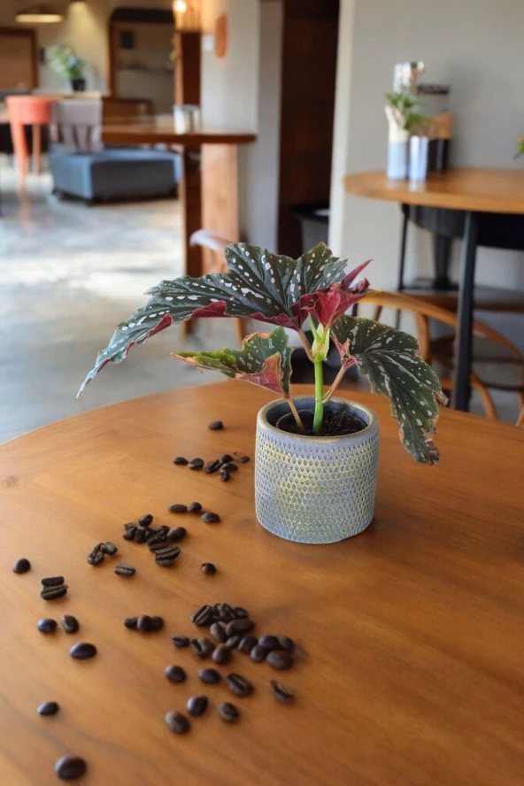 Çilli begonya dekoratif saksıda 012 - Resim 3