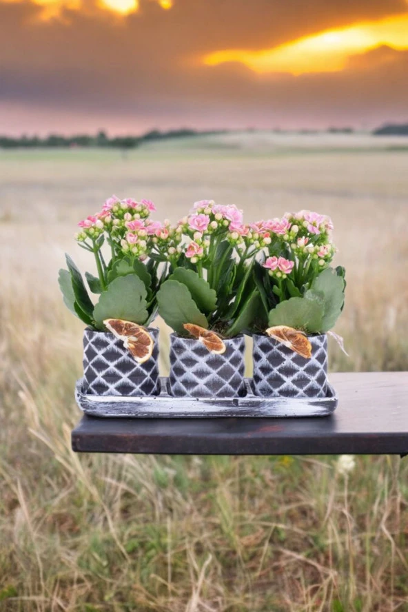 Dekoratif Taş saksılarda kalanşo bitkileri kalanchoe 001lpd ürün görseli