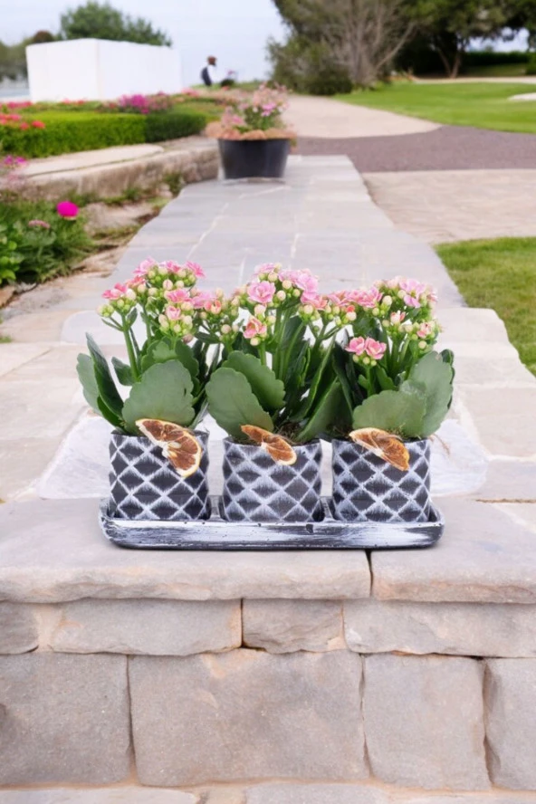 Dekoratif Taş saksılarda kalanşo bitkileri kalanchoe 001lpd - Resim 5