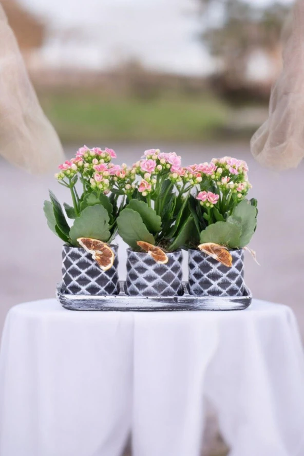 Dekoratif Taş saksılarda kalanşo bitkileri kalanchoe 001l - Resim 3