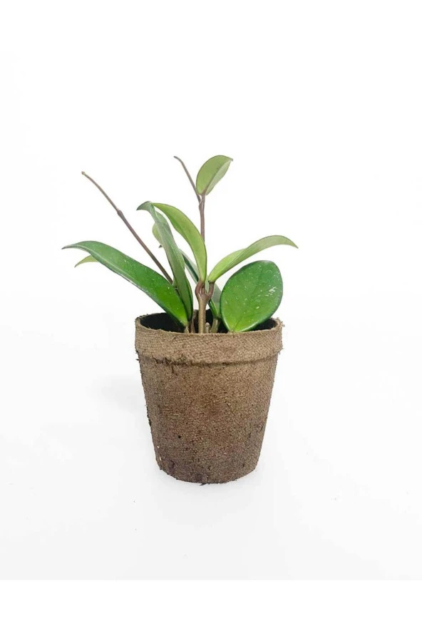 Dekoratif saksıda Mum Çiçeği 001mub ürün görseli